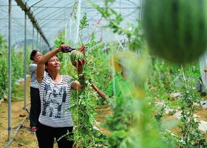 改革開(kāi)放四十年 漢中工農(nóng)業(yè)生產(chǎn)實(shí)現(xiàn)跨越式發(fā)展