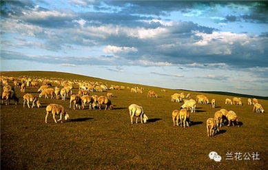 呼倫貝爾，不僅有最美的夏天，還有童話般的金秋——農林牧漁的豐盈畫卷