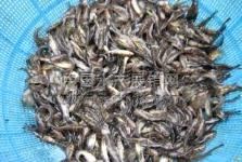 眉山農(nóng)林牧漁發(fā)展現(xiàn)狀與前景