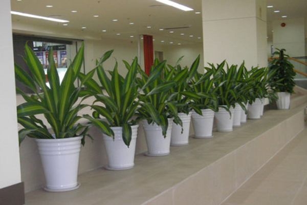 成都綠植租賃公司最新排名及養(yǎng)護(hù)服務(wù)全解析