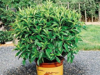 廣州鮮花綠植全周期服務 出租、銷售、租賃、出擺與專業養護一體化解決方案