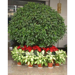 節(jié)日綠化植物出租 洪山夢(mèng)菲園藝——專(zhuān)業(yè)盆景租賃與養(yǎng)護(hù)服務(wù)