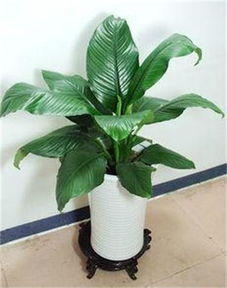 深圳南山園林綠化工程景觀設(shè)計(jì) 春季室內(nèi)植物租賃與養(yǎng)護(hù)指南